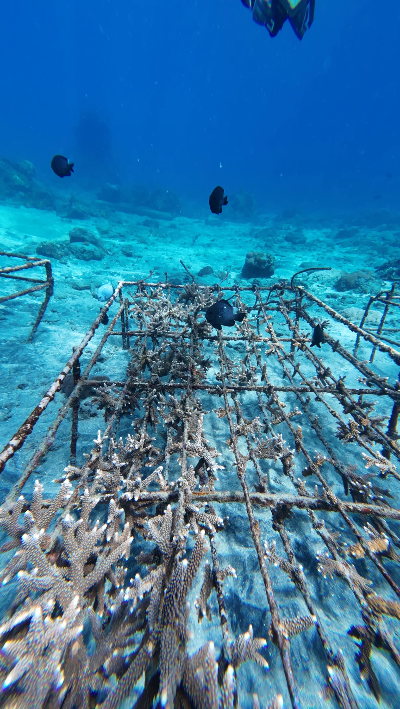 Healthy coral formations underwater in Aceh