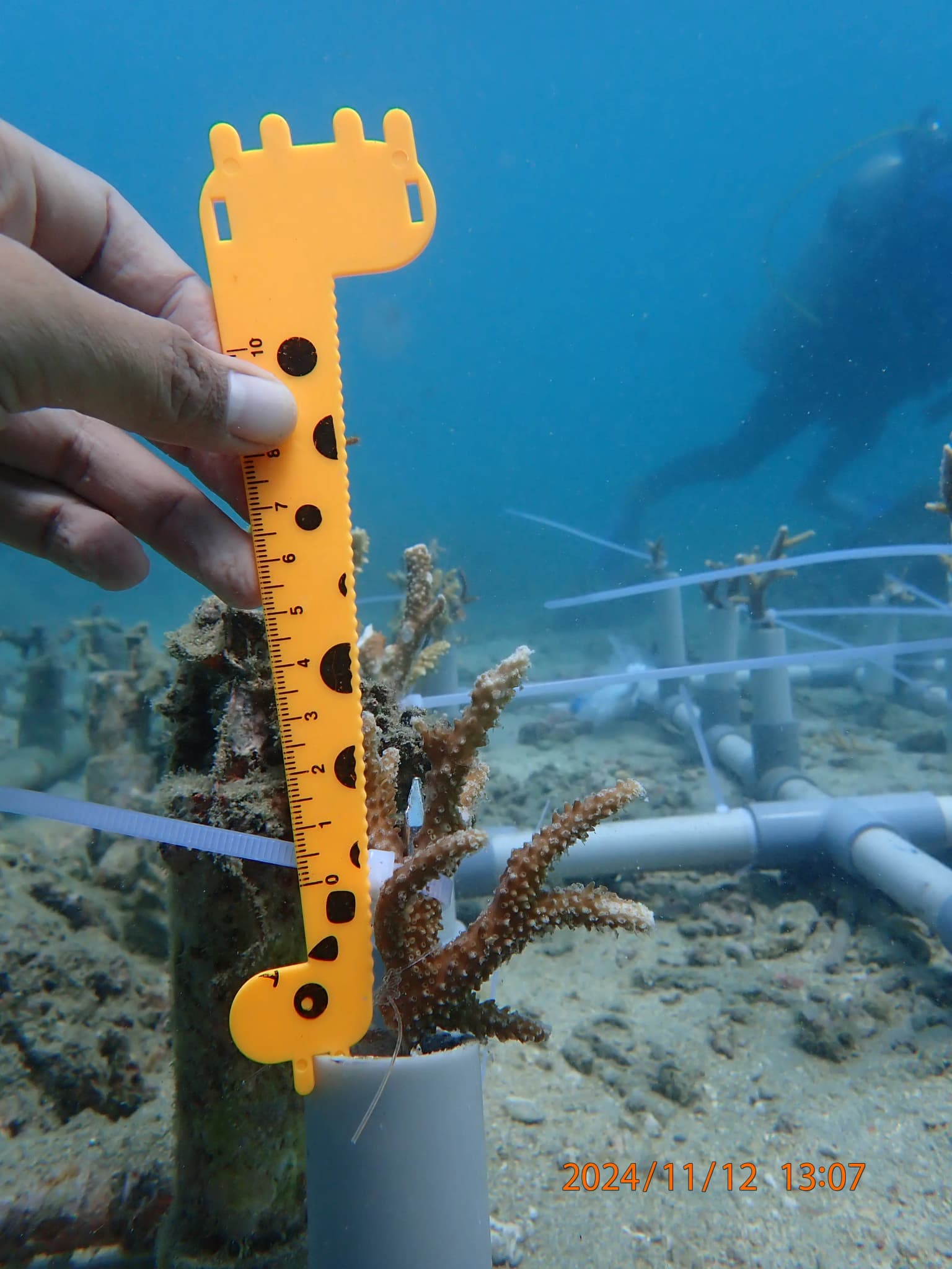 coral meter