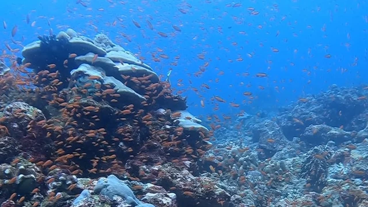 Scuba diver monitoring coral reef condition using a transect tape in Sabang waters