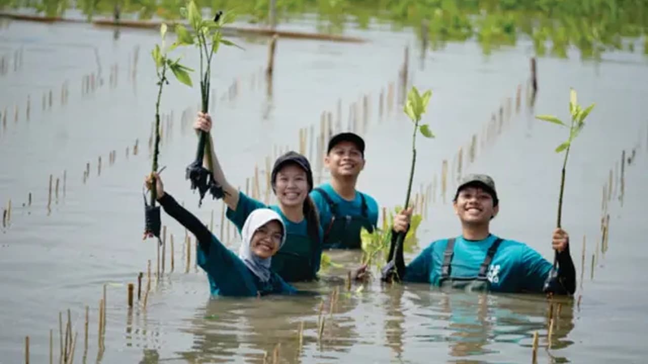 Youth volunteers from Aceh Aquatic Youth planting mangrove seedlings in the muddy coastal intertidal zone of Aceh Besar
