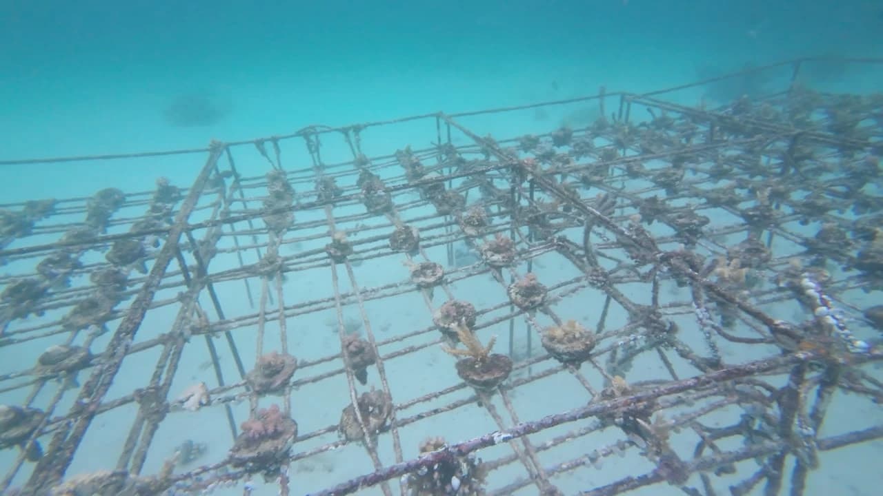 Diver measuring coral fragment growth on an underwater PVC rack structure with a ruler