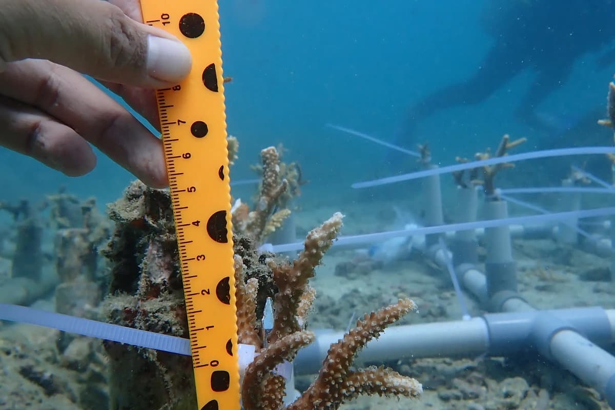 Diver measuring coral fragment growth on an underwater PVC rack structure with a ruler