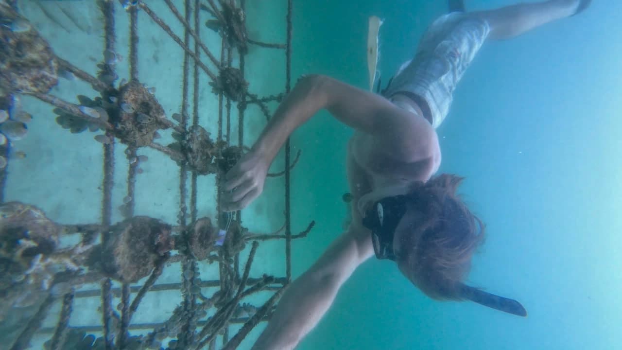 Volunteer diver cleaning algae and biofouling on an underwater coral nursery rack