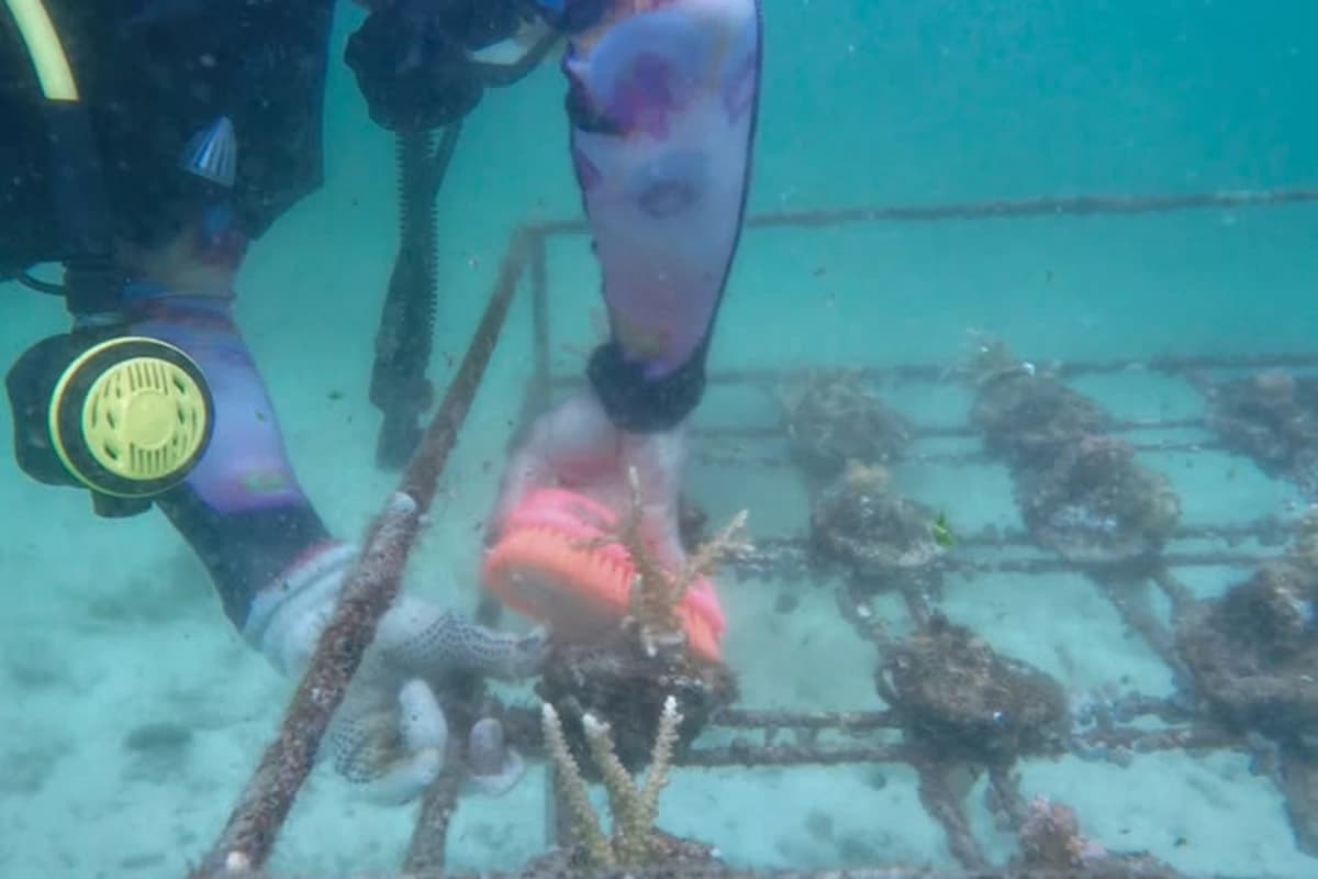 Volunteer diver cleaning algae and biofouling on an underwater coral nursery rack