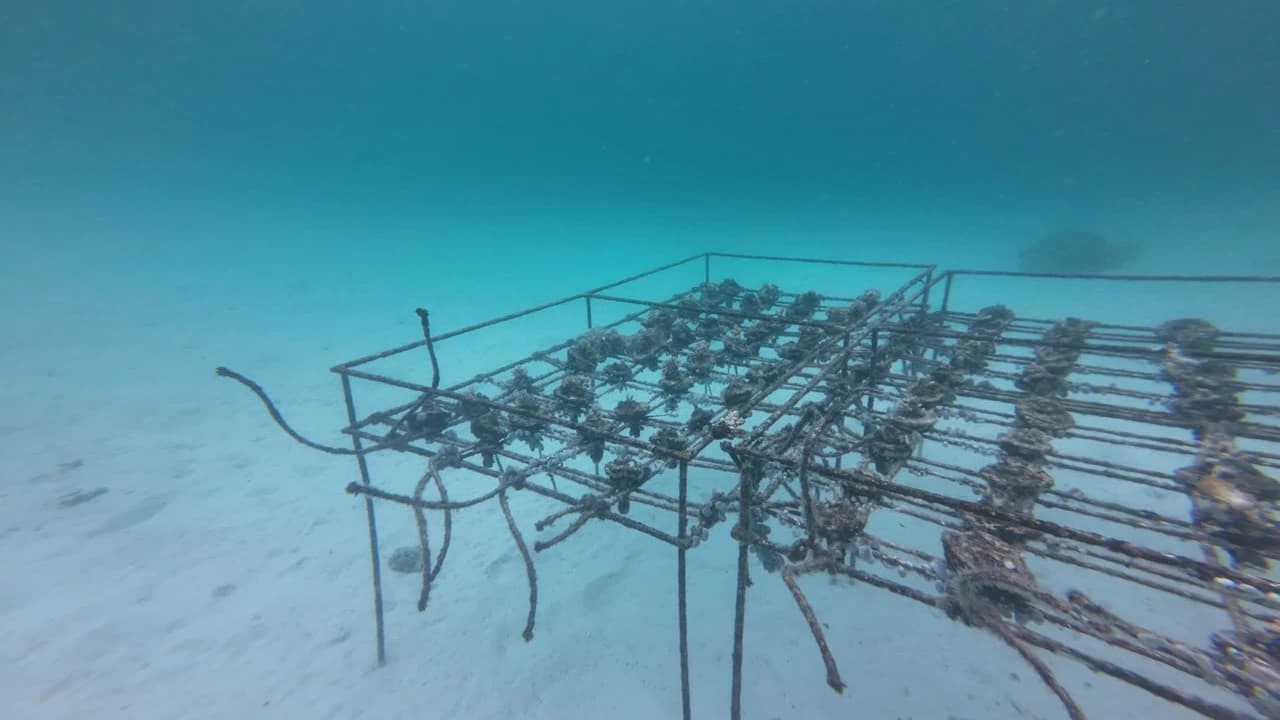 Coral reef conservation in Aceh: from nursery to ecosystem recovery