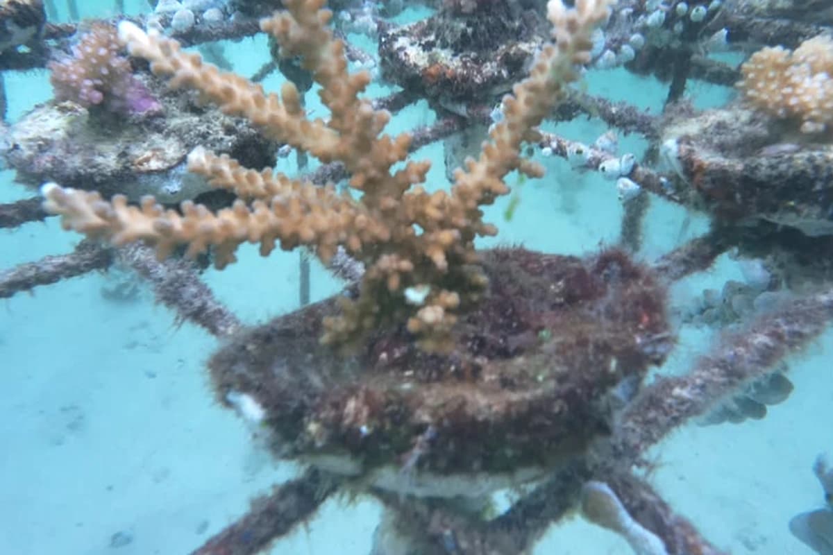 Branching Acropora coral fragments thriving on circular substrate plugs in an underwater nursery rack